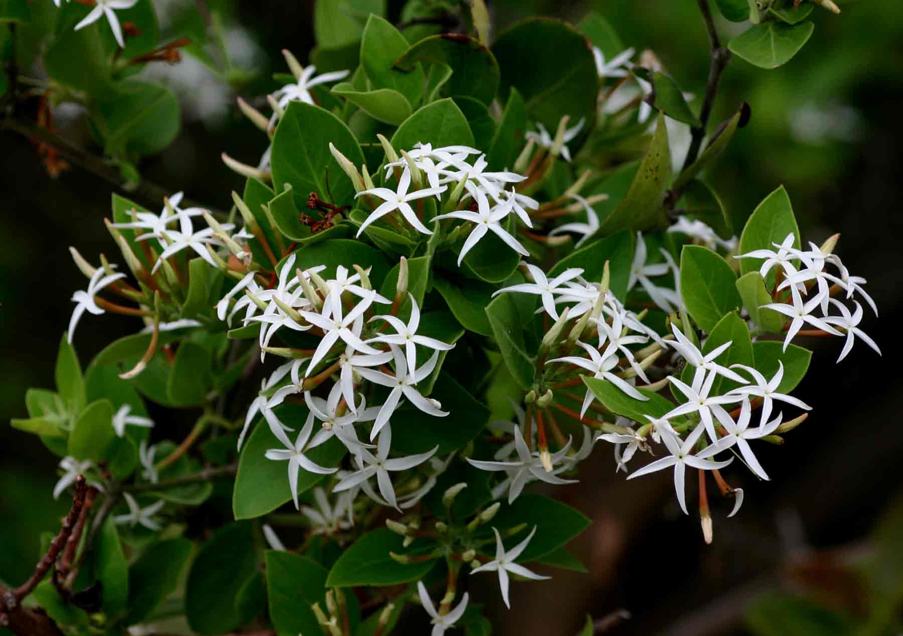 Carissa spinarum