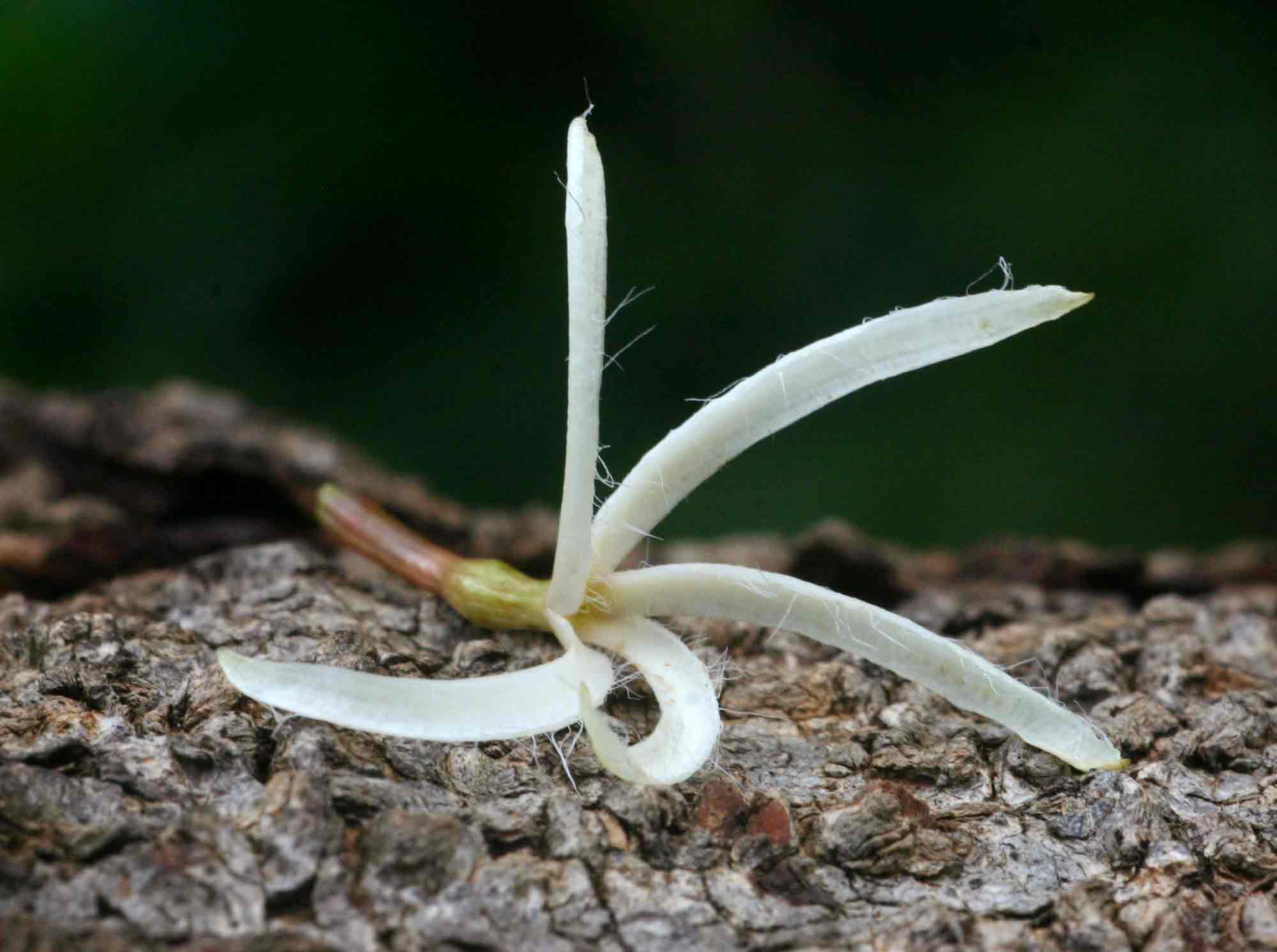 Dictyophleba lucida