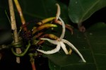 Dictyophleba lucida