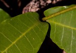 Dictyophleba lucida