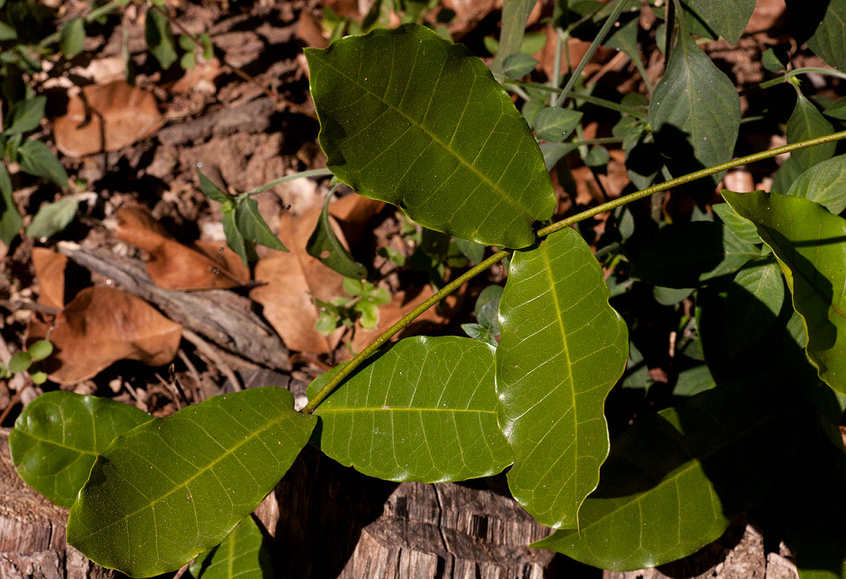 Dictyophleba lucida