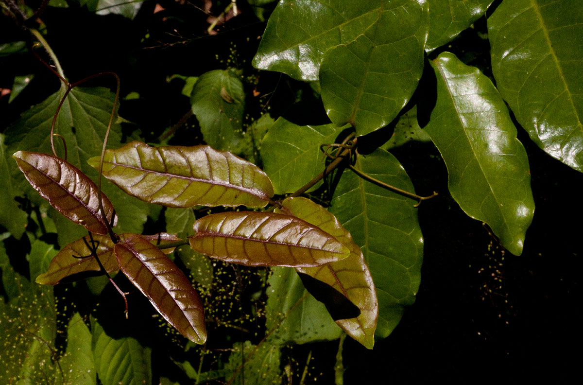 Dictyophleba lucida