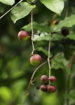 Dictyophleba lucida