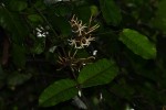 Dictyophleba lucida