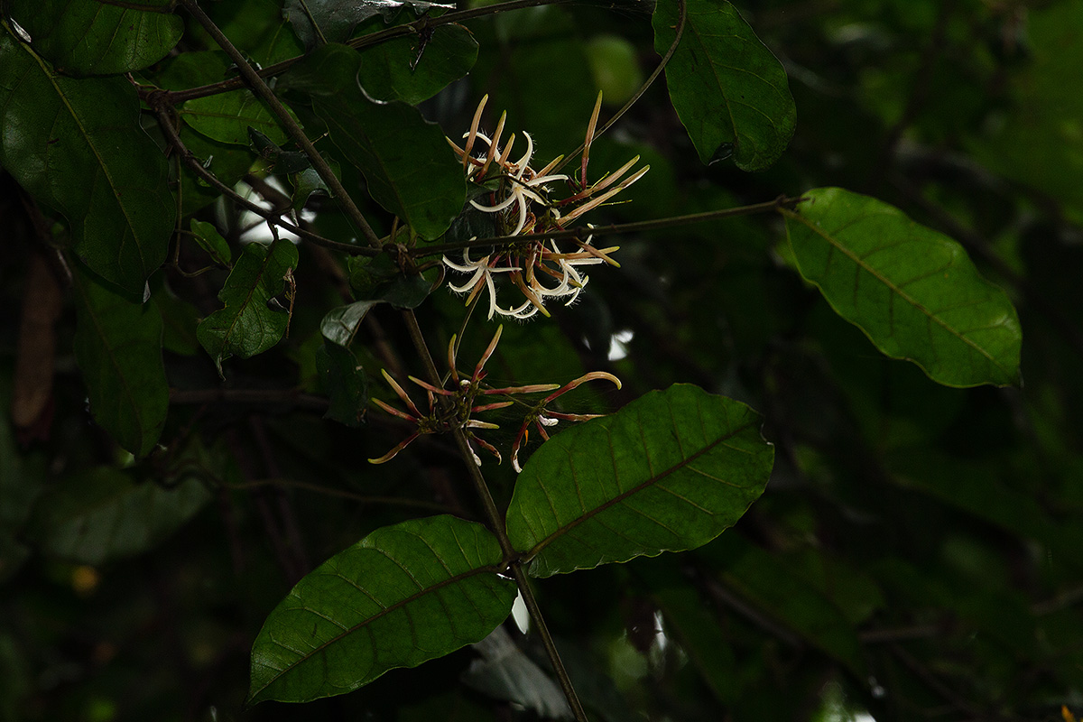 Dictyophleba lucida