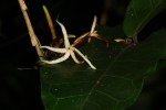 Dictyophleba lucida