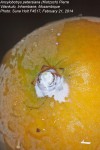 Ancylobothrys petersiana
