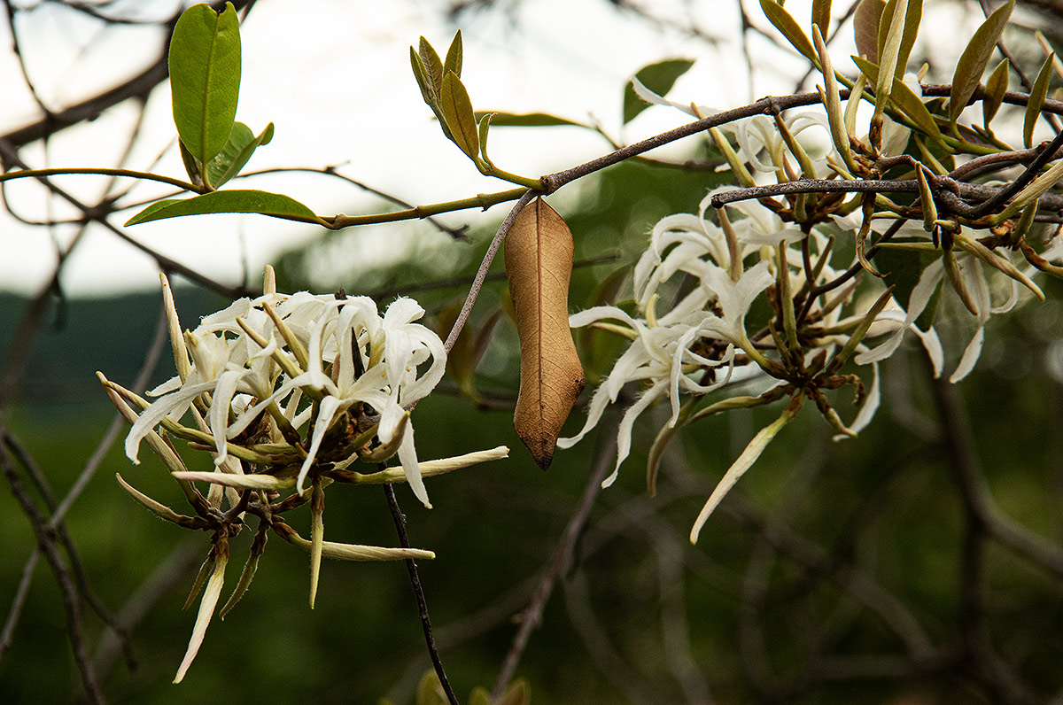 Ancylobothrys petersiana
