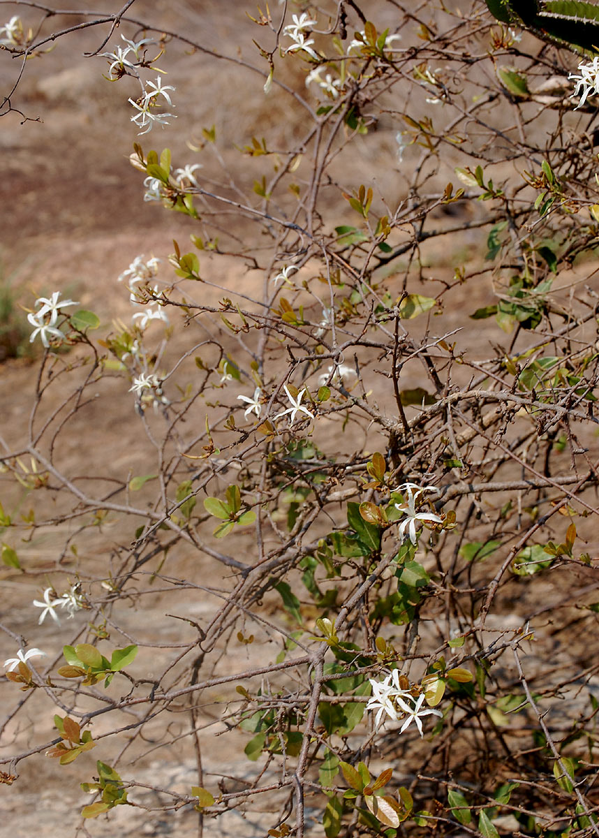Ancylobothrys petersiana