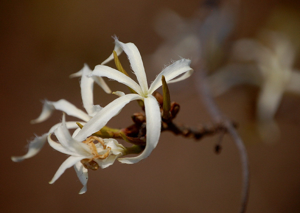 Ancylobothrys petersiana