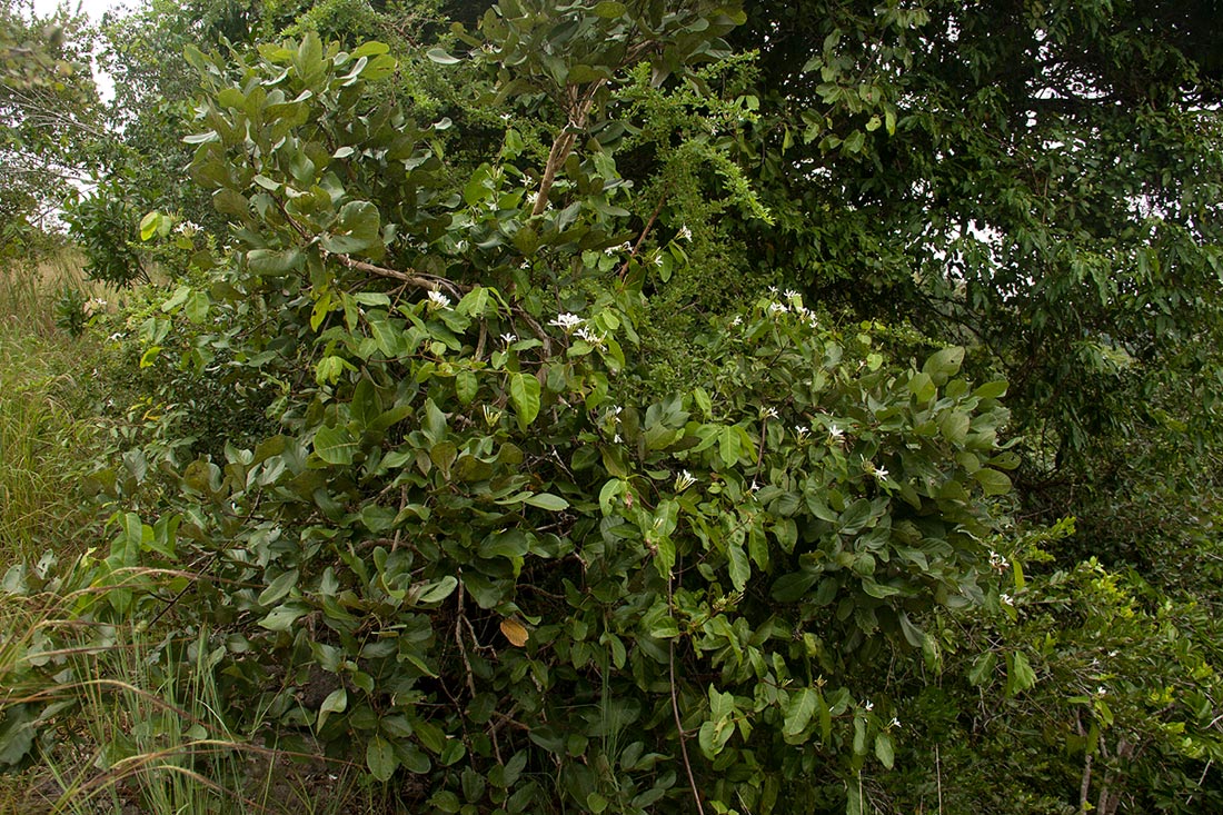 Saba comorensis