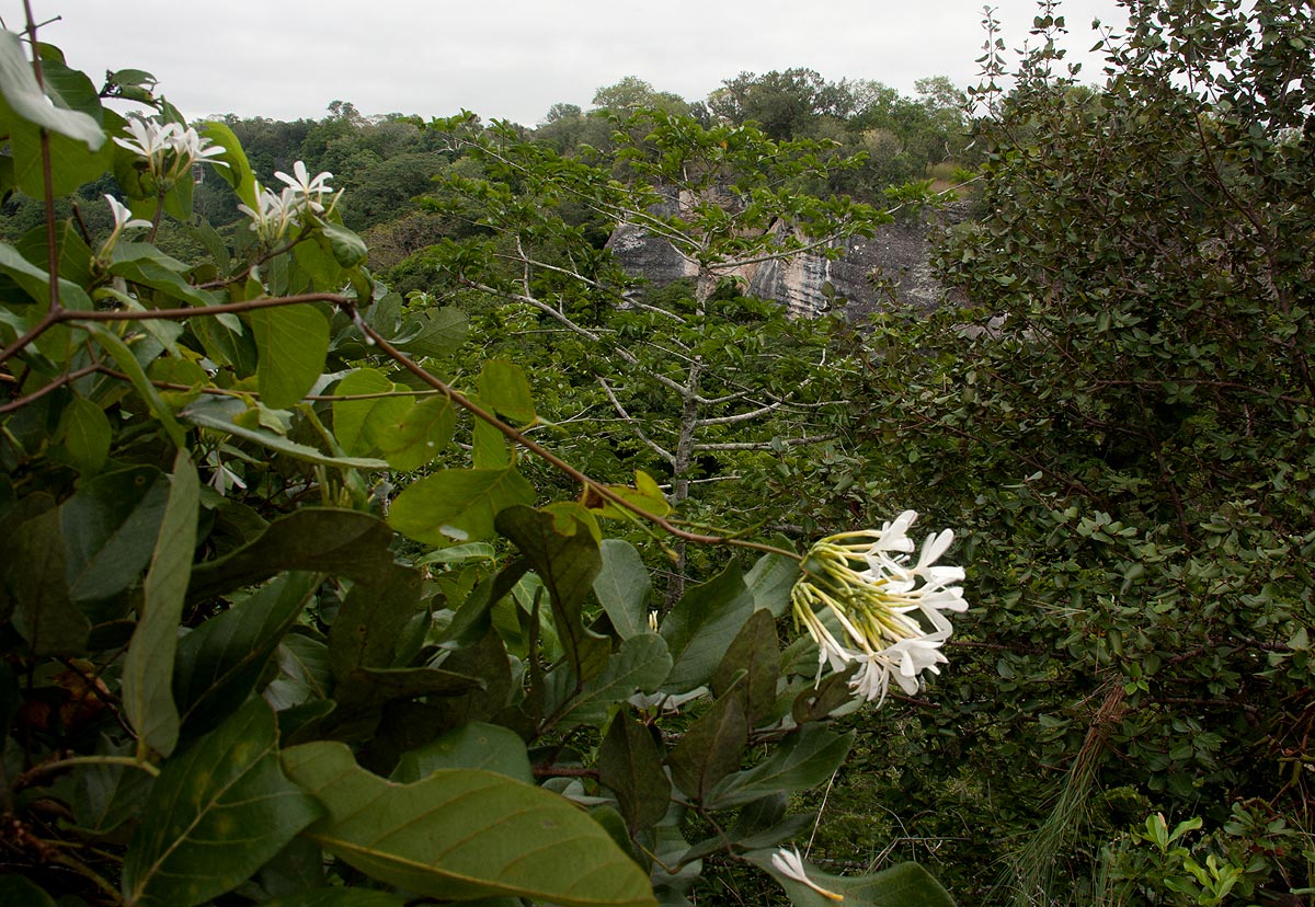 Saba comorensis