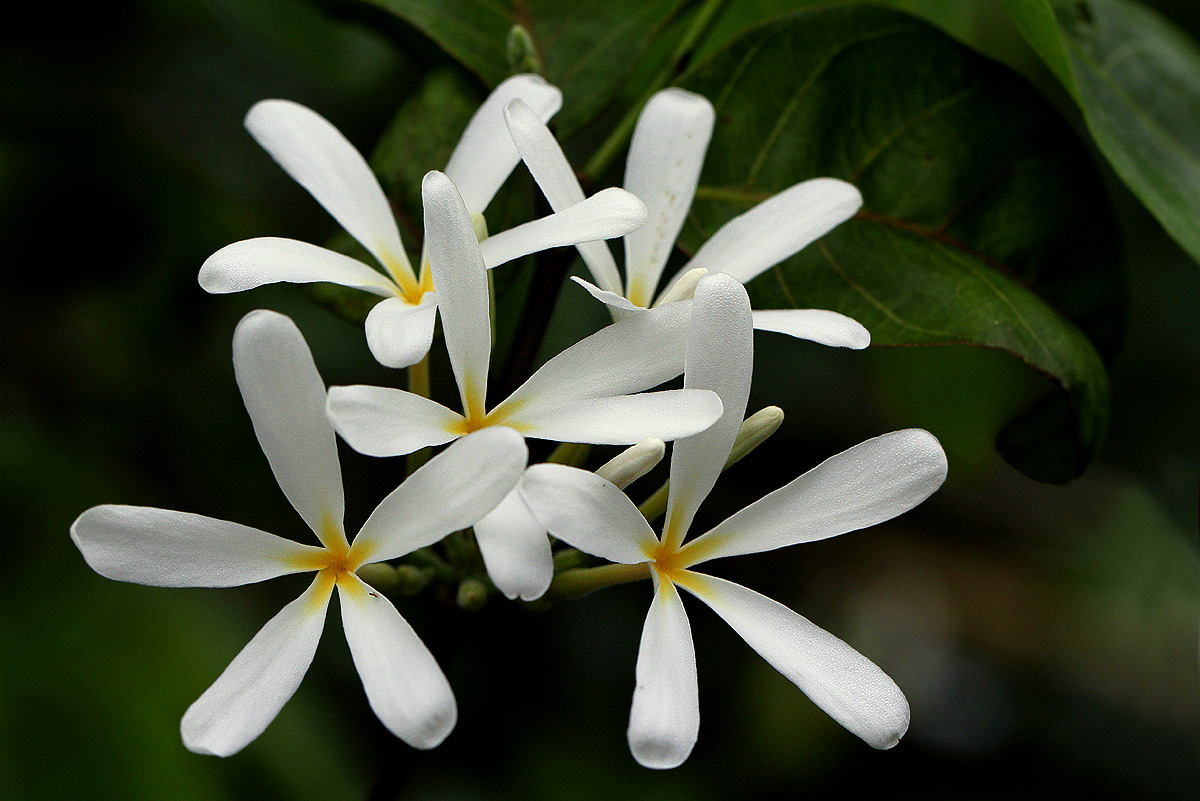 Saba comorensis