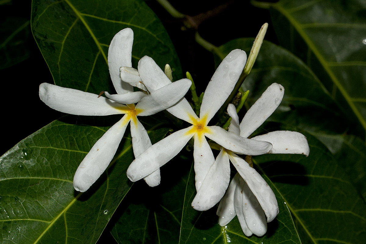 Saba comorensis