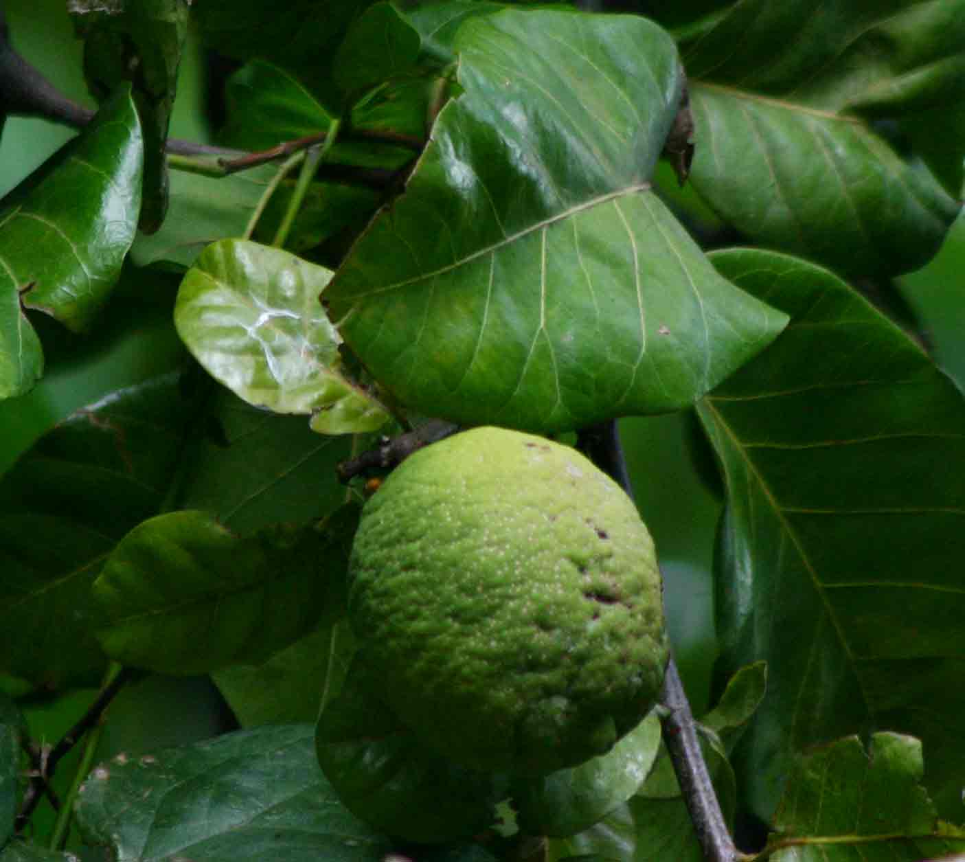 Saba comorensis