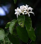 Saba comorensis