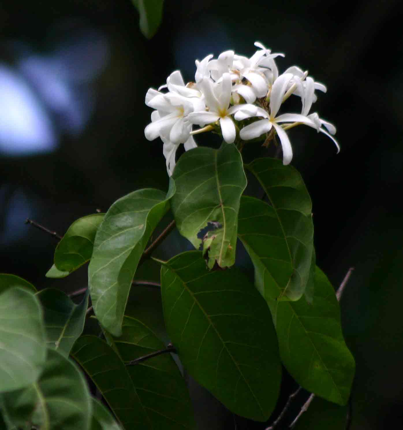 Saba comorensis