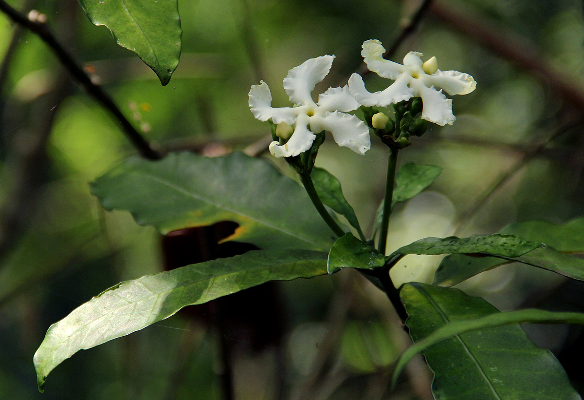 Tabernaemontana ventricosa