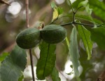 Tabernaemontana ventricosa