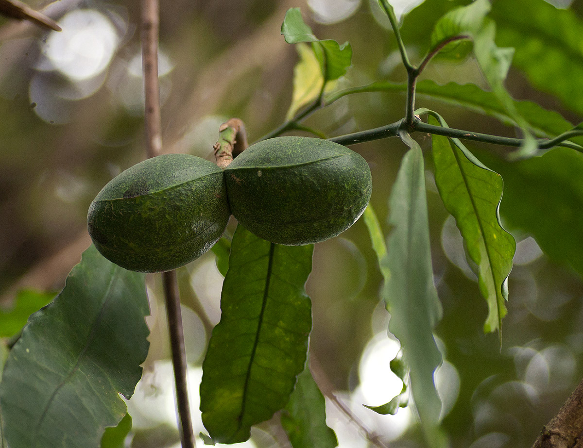Tabernaemontana ventricosa
