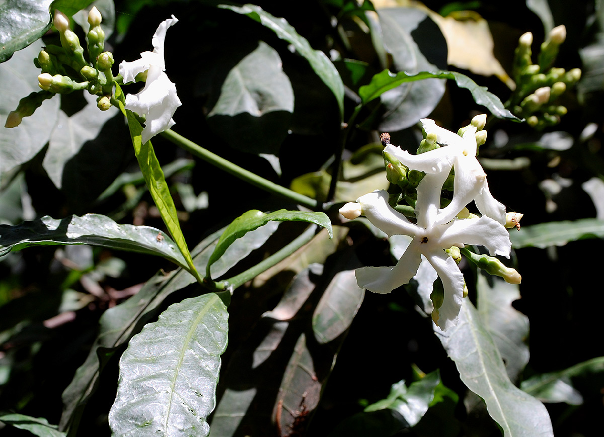 Tabernaemontana ventricosa
