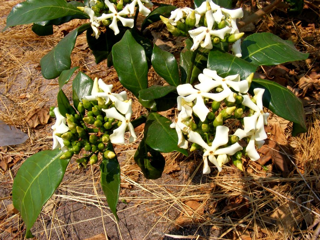 Voacanga africana