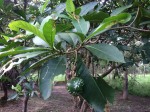Voacanga africana