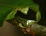 Voacanga africana