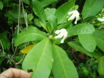 Voacanga africana