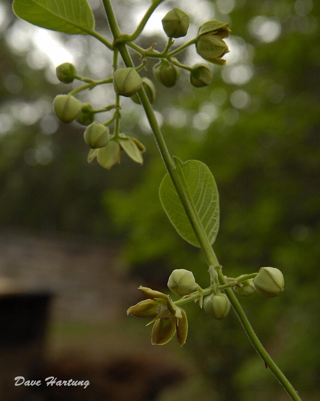 Mondia whitei