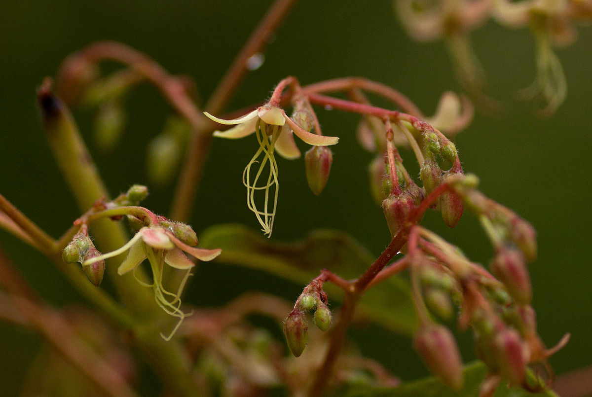 Tacazzea apiculata
