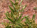 Xysmalobium heudelotianum