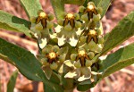 Xysmalobium heudelotianum