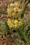 Xysmalobium undulatum