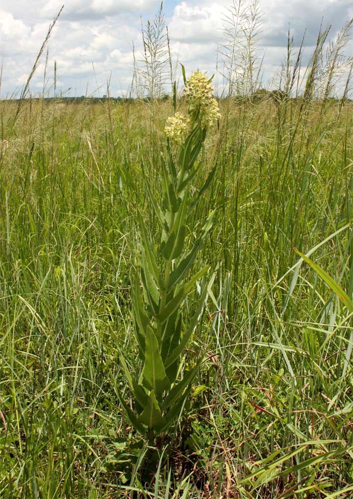 Xysmalobium undulatum