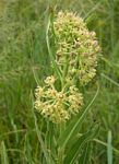 Xysmalobium undulatum