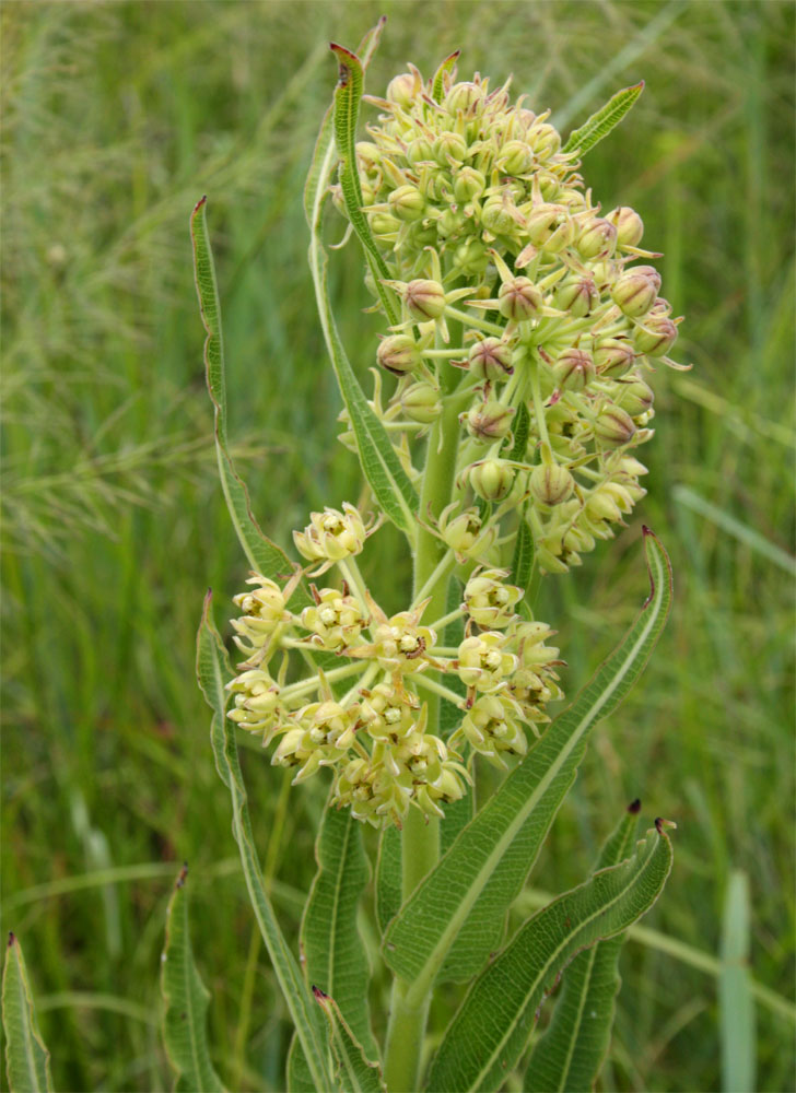 Xysmalobium undulatum