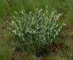 Gomphocarpus glaucophyllus