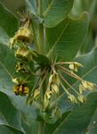 Gomphocarpus glaucophyllus