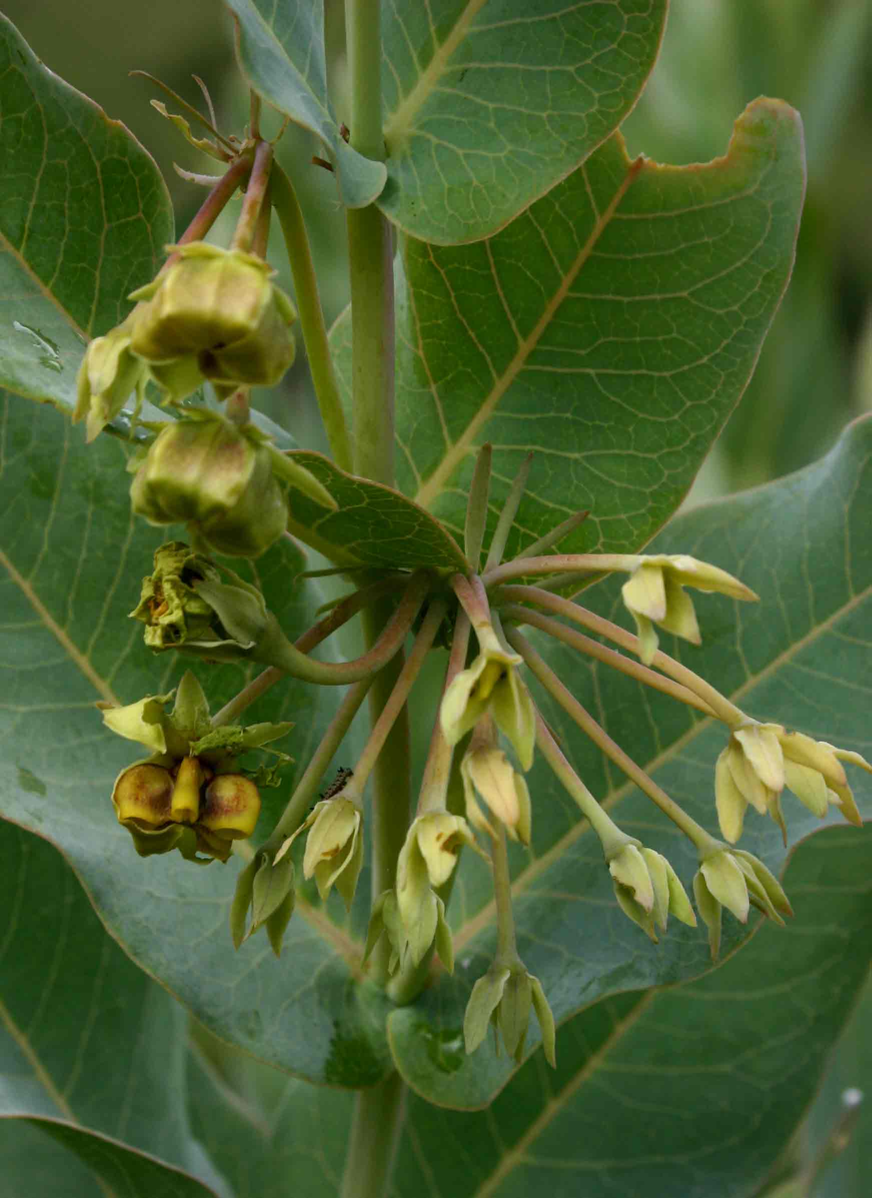 Gomphocarpus glaucophyllus