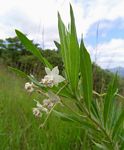Gomphocarpus physocarpus