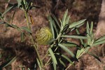 Gomphocarpus physocarpus