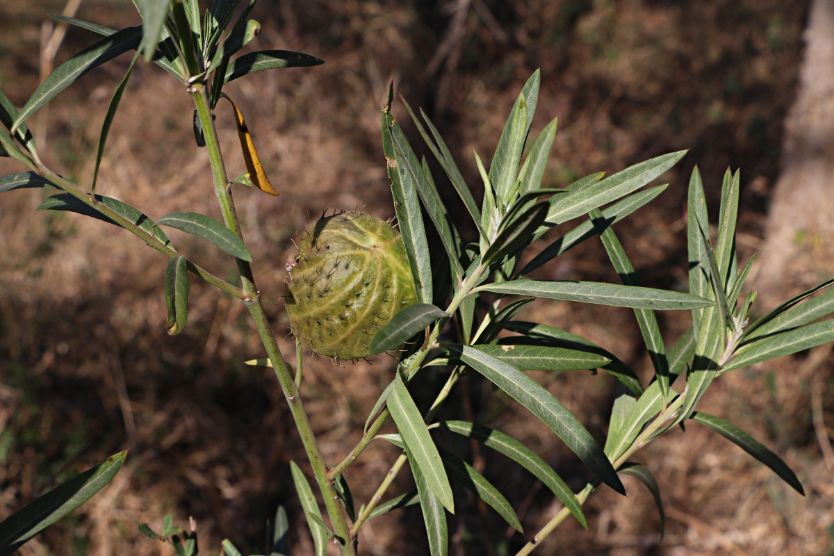 Gomphocarpus physocarpus