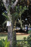 Gomphocarpus physocarpus