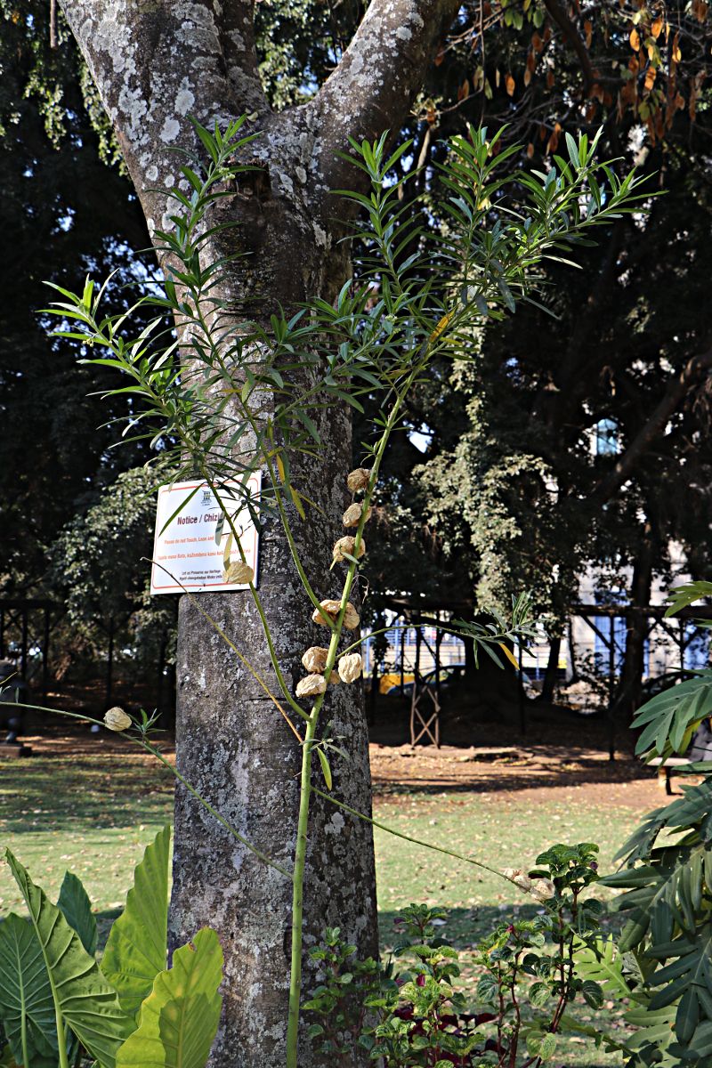 Gomphocarpus physocarpus