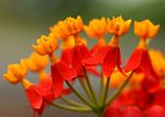 Asclepias curassavica