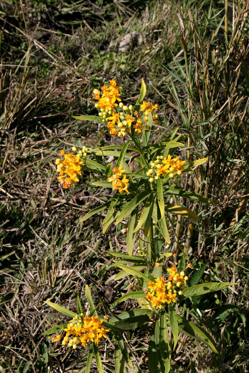 Asclepias curassavica