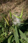 Asclepias curassavica