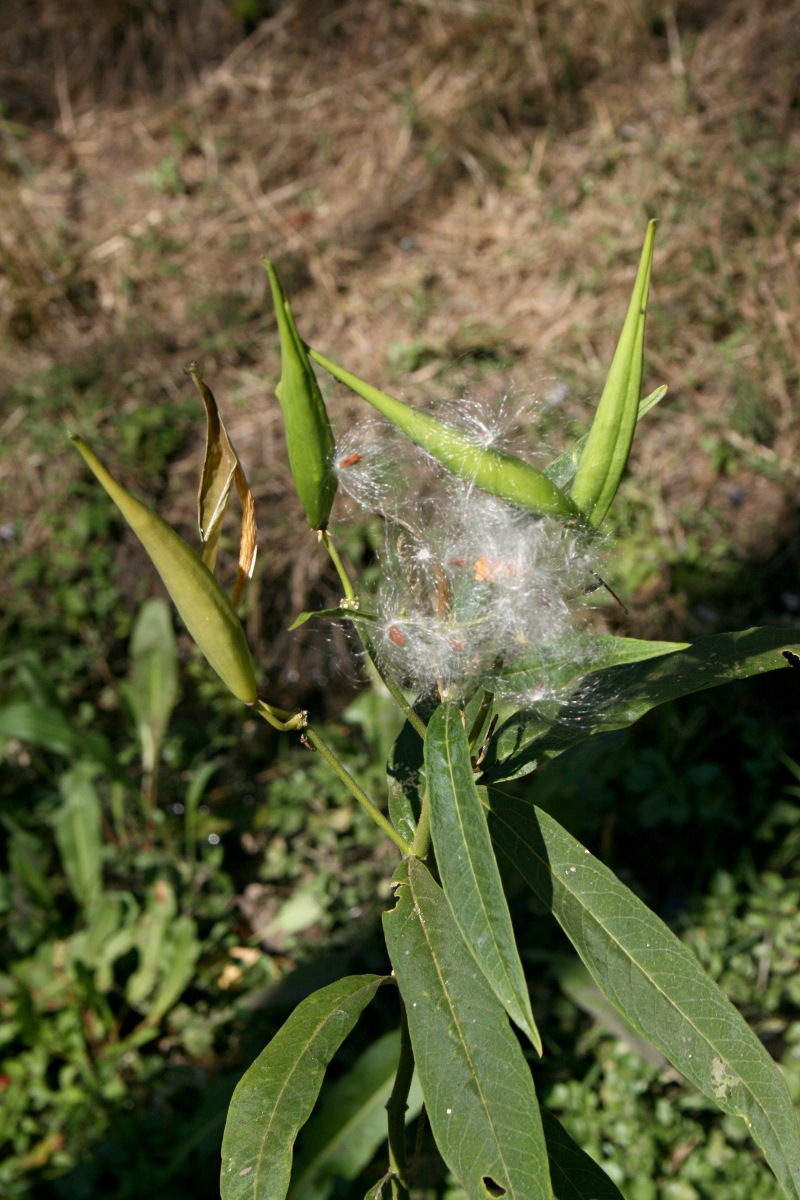 Asclepias curassavica