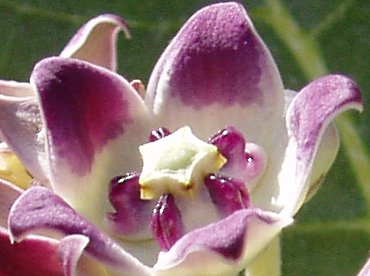 Calotropis procera